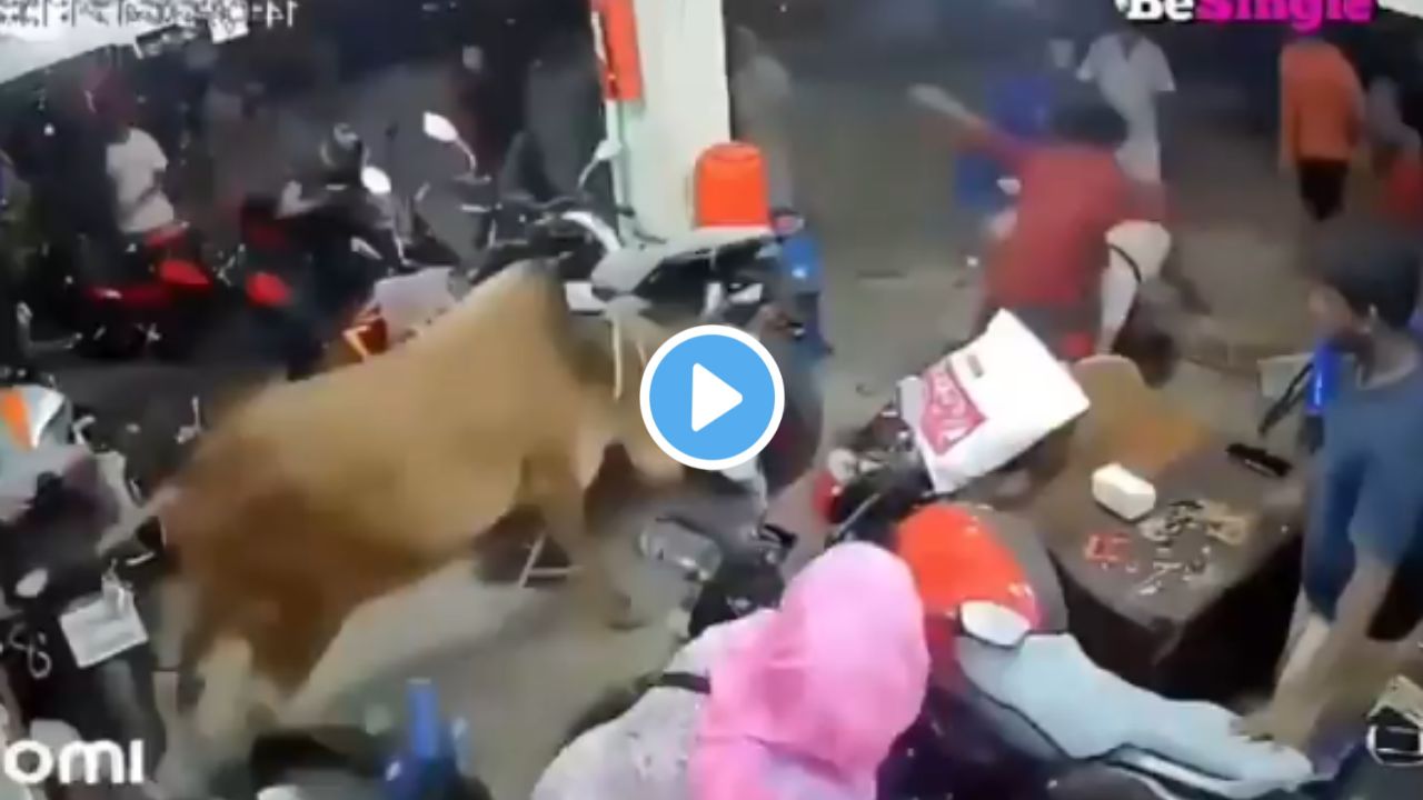 Bull Attack Viral Video
