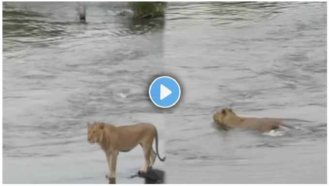 Crocodile Attacks Male Lion