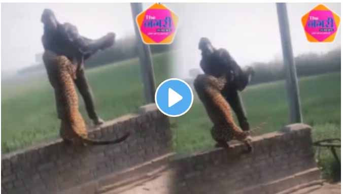 Leopard jumped on moving car
